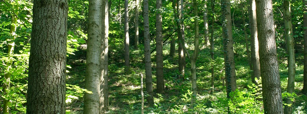 Natur schützen. Leben erhalten.